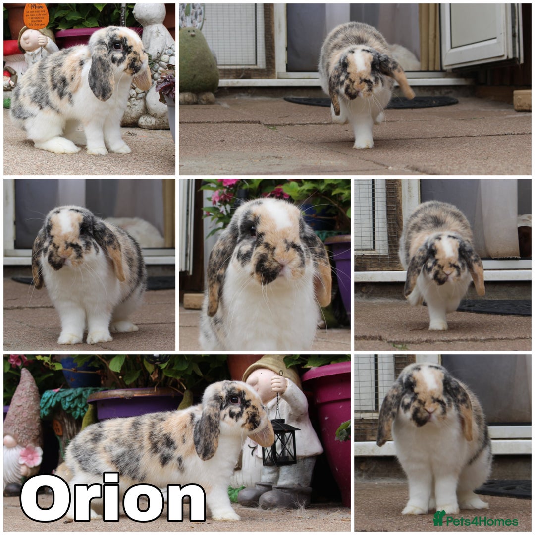 Mini Lop rabbits for sale: New litter ready to reserve 1 doe Available  - Advert 2