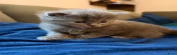 Mixed Breed cats for sale: Stunning Kittens for loving new homes - Advert 4