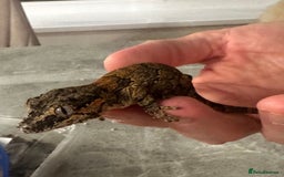 Gecko reptiles for sale: Stunning Gorgoyle Gecko & setup including stand - Image 4