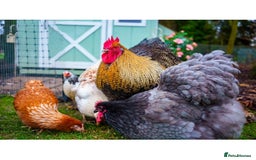 Chickens poultry for sale: Two Stunning Cockerels Looking for New Homes - Image 1