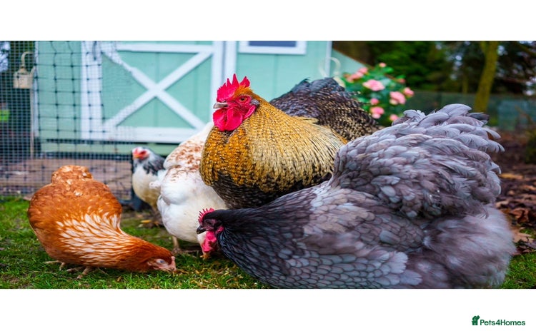Chickens poultry - Advert 9