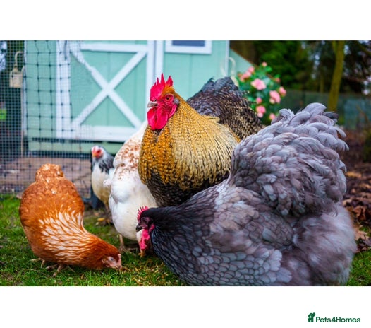Chickens poultry - Advert 8