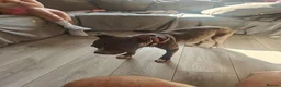 Mixed Breed dogs for sale: Blue Staffordshire bull terrier cross female - Advert 4