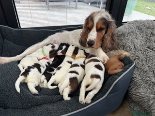 Cocker Spaniel dogs Pedigree Cocker Spaniels Puppies - 5 left - Advert 1