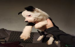 Border Collie dogs for sale: Border collie puppies - Advert 11