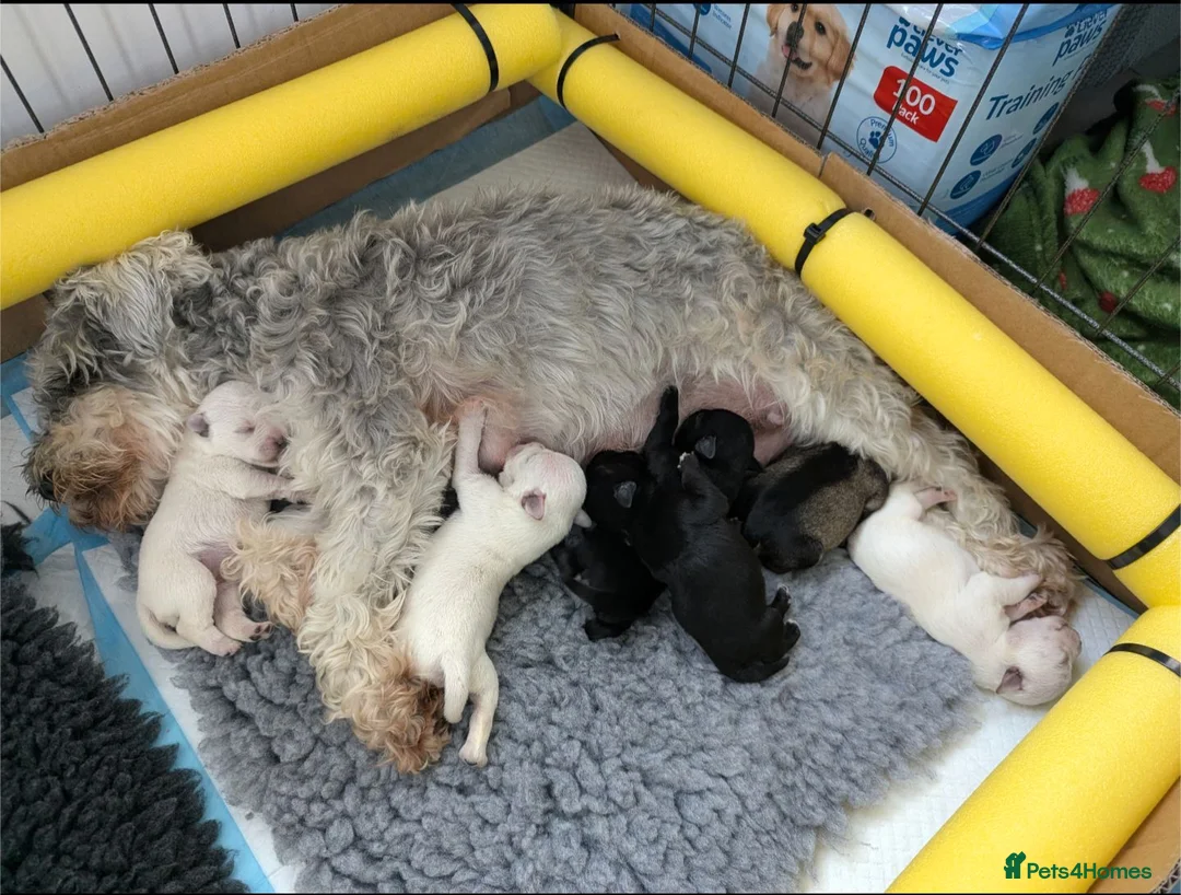 Miniature Schnauzer dogs for sale: KC Registered Miniature Schnauzer Puppies  - Advert 2