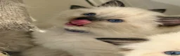 Ragdoll cats for sale: 5 ragdoll kittens  - Advert 13
