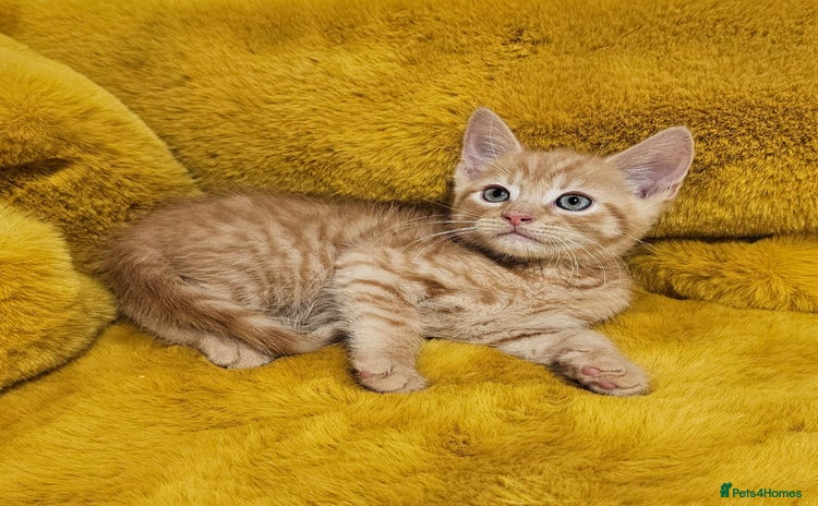 Maine Coon cats - Advert 1