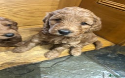Irish Doodle dogs for sale: Gorgeous Irish Doodle Puppies  🐾 - Image 4