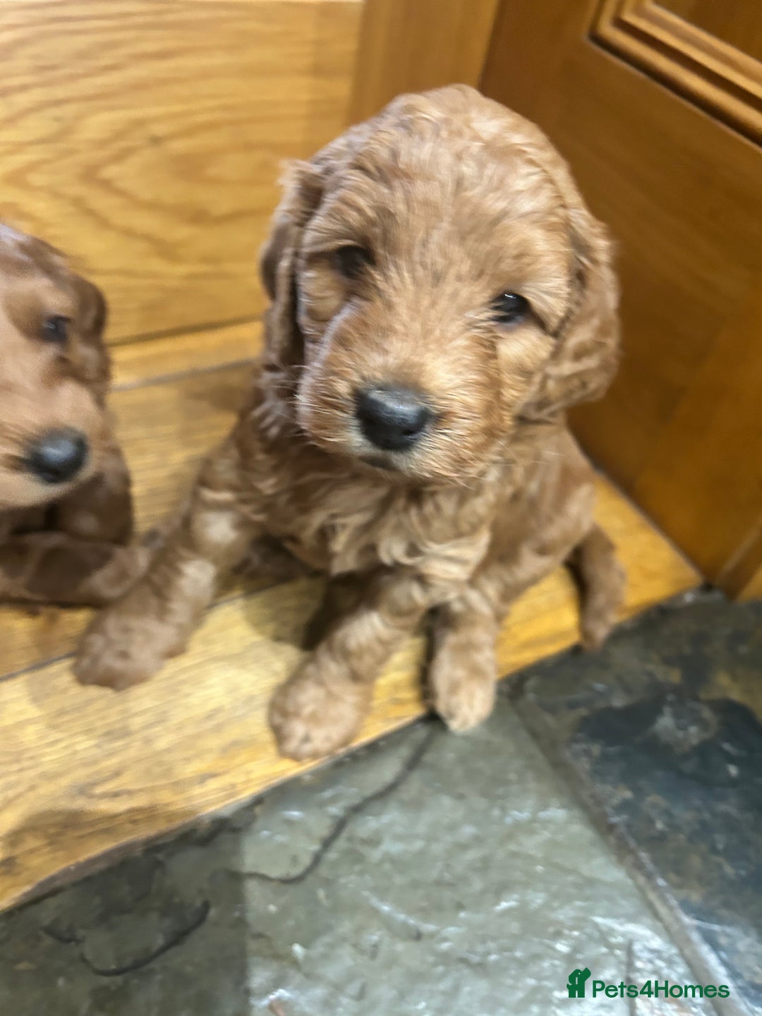 Irish Doodle dogs for sale: Gorgeous Irish Doodle Puppies  🐾 - Image 4