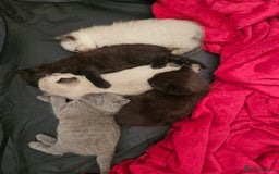 British Shorthair cats for sale: 5 Beautiful Short British haired Kittens  - Image 7