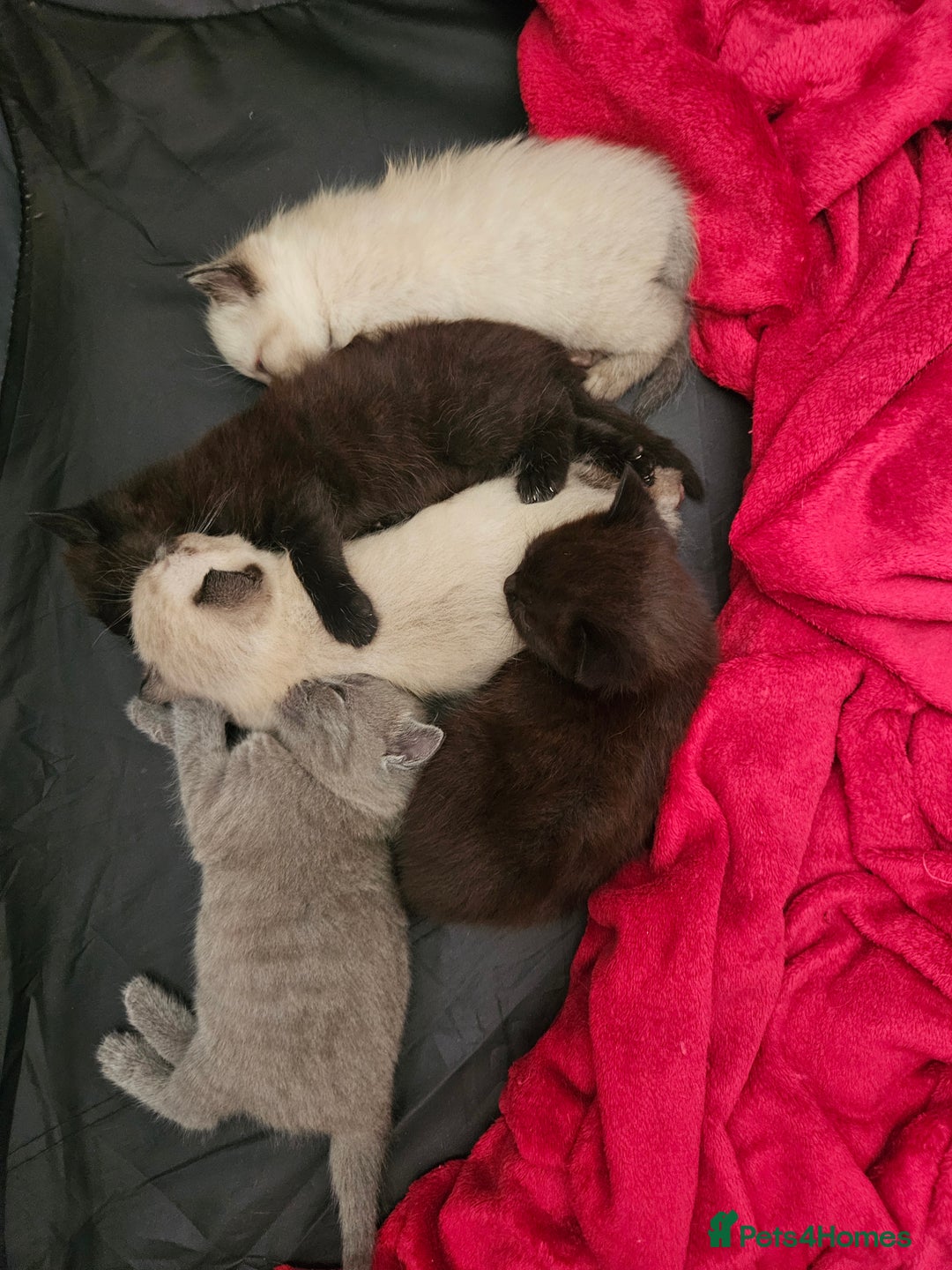 British Shorthair cats for sale: 5 Beautiful Short British haired Kittens  - Image 7