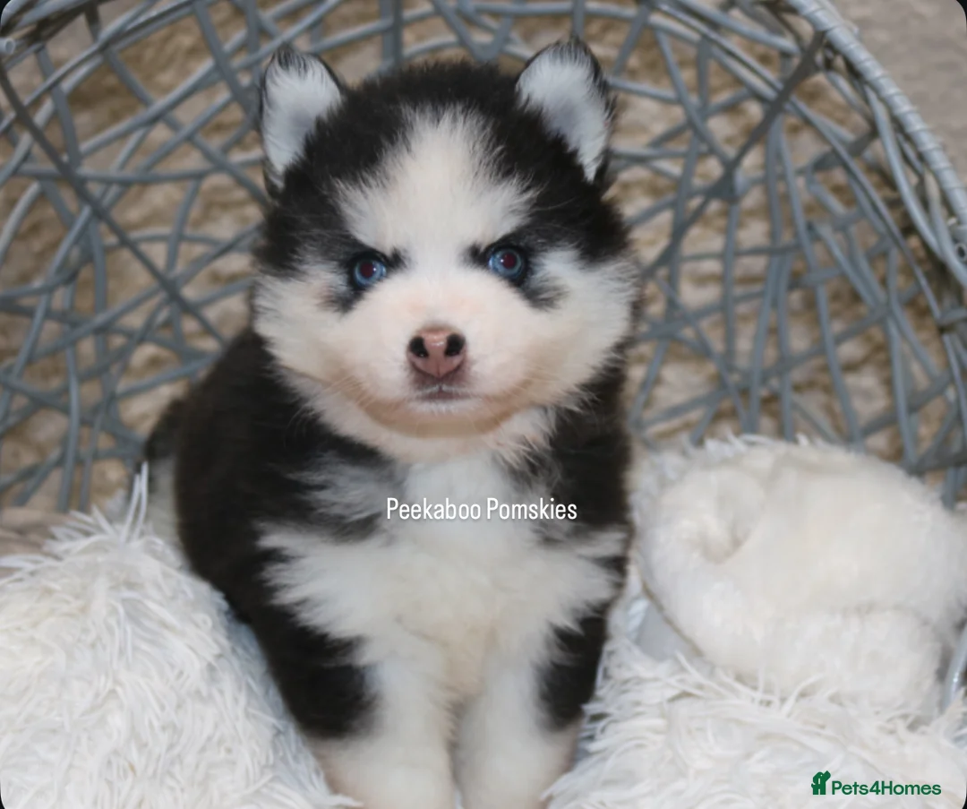 Pomsky dogs for sale: F4 Mini Pomsky - Advert 2