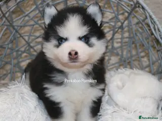 Pomsky dogs F4 Mini Pomsky - Advert 3