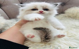 Ragdoll cats for sale: Ragdoll kittens -all reserved😺 - Image 31