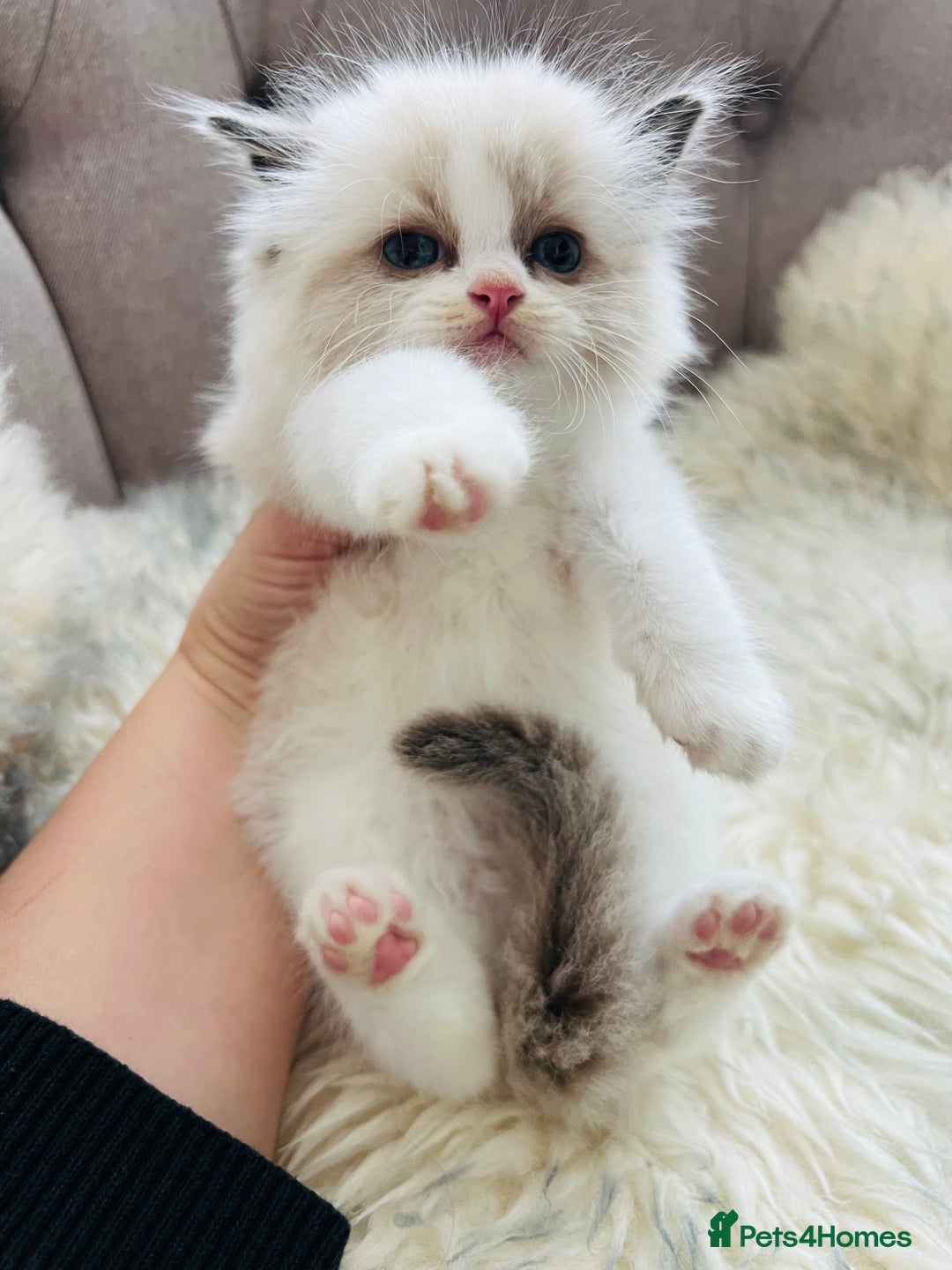 Ragdoll cats for sale: Ragdoll kittens -all reserved😺 - Image 31