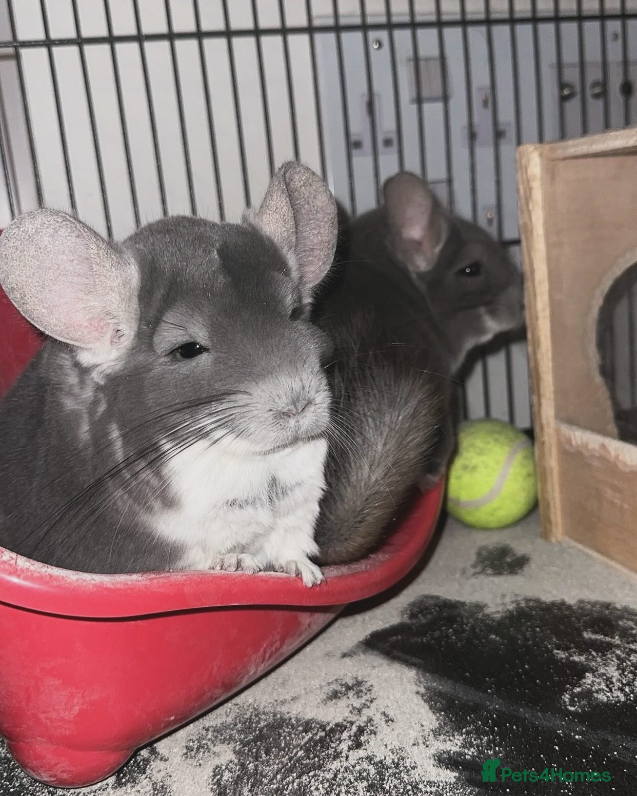 Chinchilla rodents 2 female chinchillas  - Advert 10