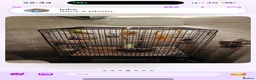 Parrots birds for sale: Quacker parrot for sale  in Walsall - Advert 2