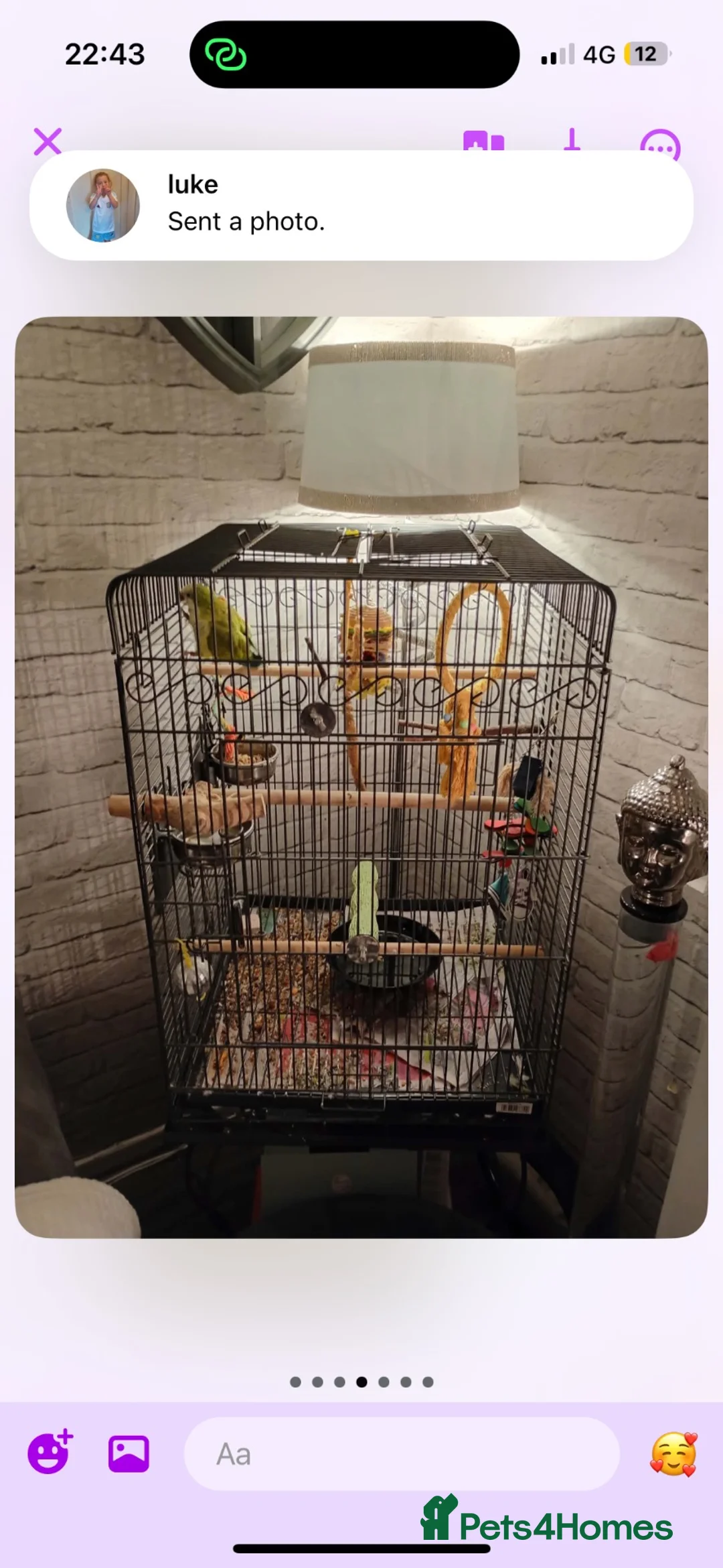 Parrots birds for sale: Quacker parrot for sale  in Walsall - Advert 2