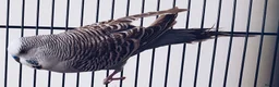 Parakeets birds for sale: Cockatiel & Budgie in Leighton Buzzard - Advert 3