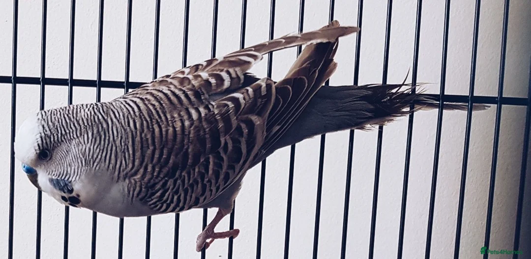 Parakeets birds for sale: Cockatiel & Budgie in Leighton Buzzard - Advert 3