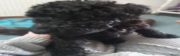 Kerry Blue Terrier dogs for sale: Kerry blue terrier puppies - Advert 15