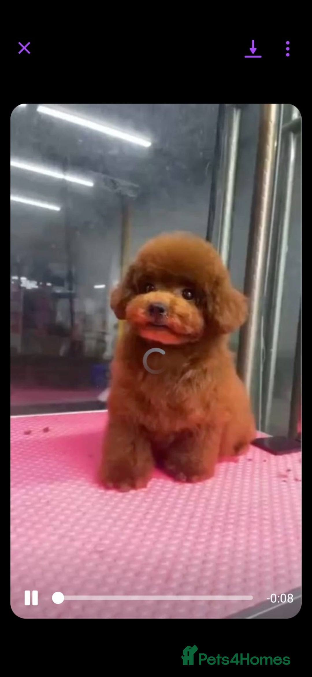 Toy Poodle dogs for sale: Beautiful Asian Poodle Female *DNA CLEAR* - Image 2
