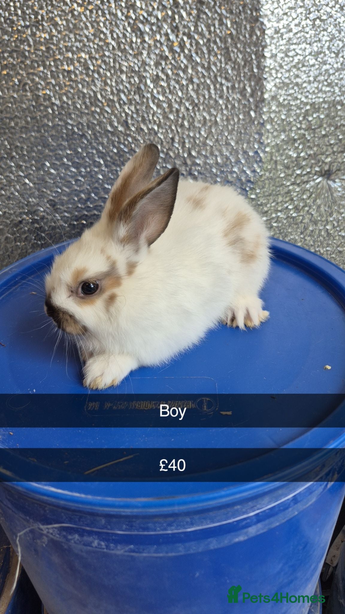 Mixed Breed rabbits Baby Lionhead Rabbits 8 week old, handled daily  - Advert 17