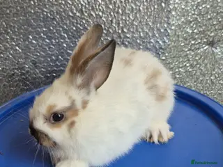 Mixed Breed rabbits Baby Lionhead Rabbits 8 week old, handled daily - Advert 17
