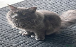 Maine Coon cats for sale: Beautiful Blue/grey 2 year old Maine coon - Image 2