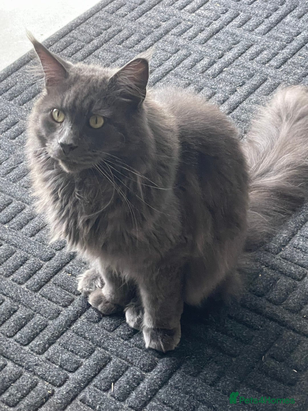 Maine Coon cats for sale: Beautiful Blue/grey 2 year old Maine coon - Image 2