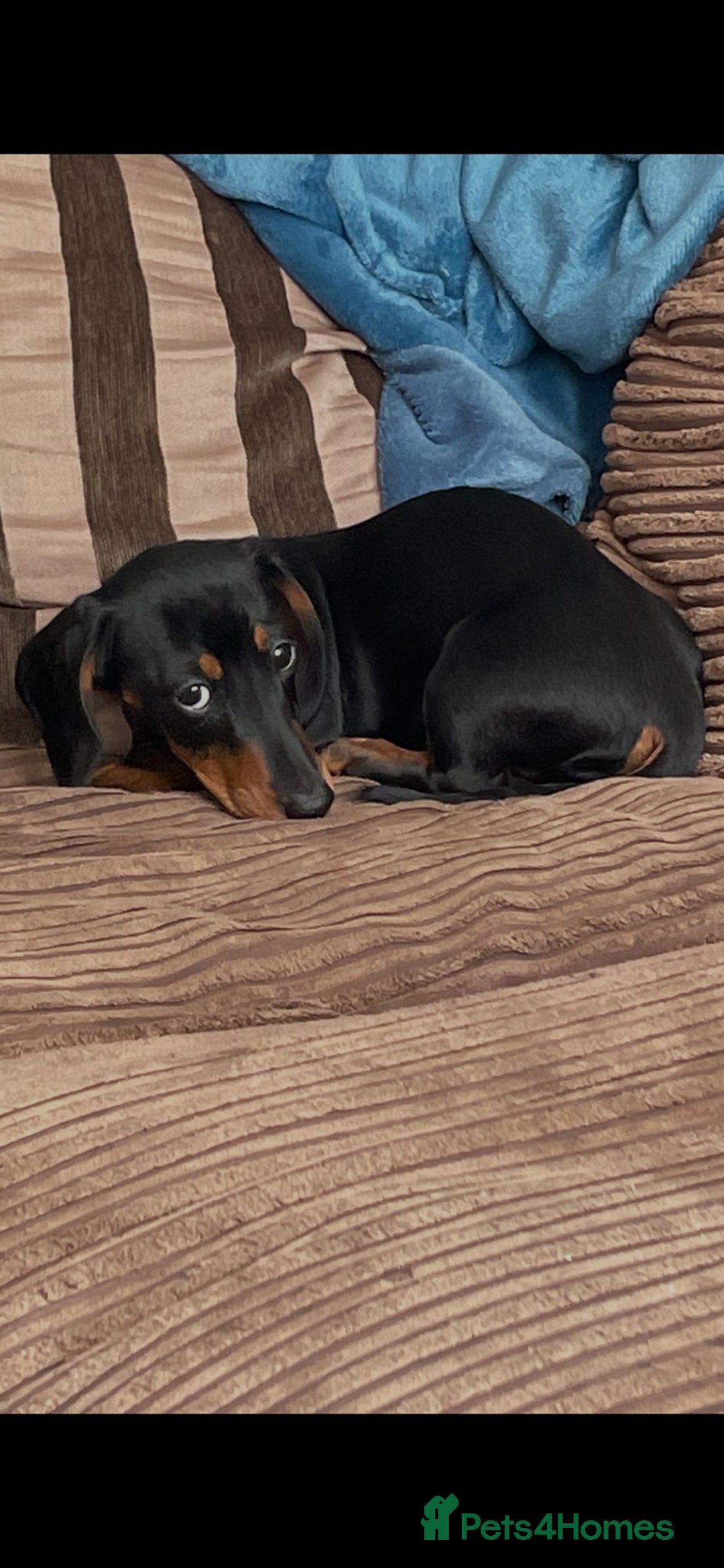 Miniature Dachshund dogs for sale: Miniature dachund - Image 5