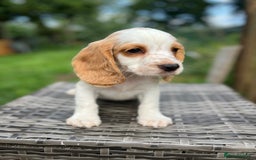 Cocker Spaniel dogs for sale: Beautiful Working Cocker Spaniel Boys - Image 9