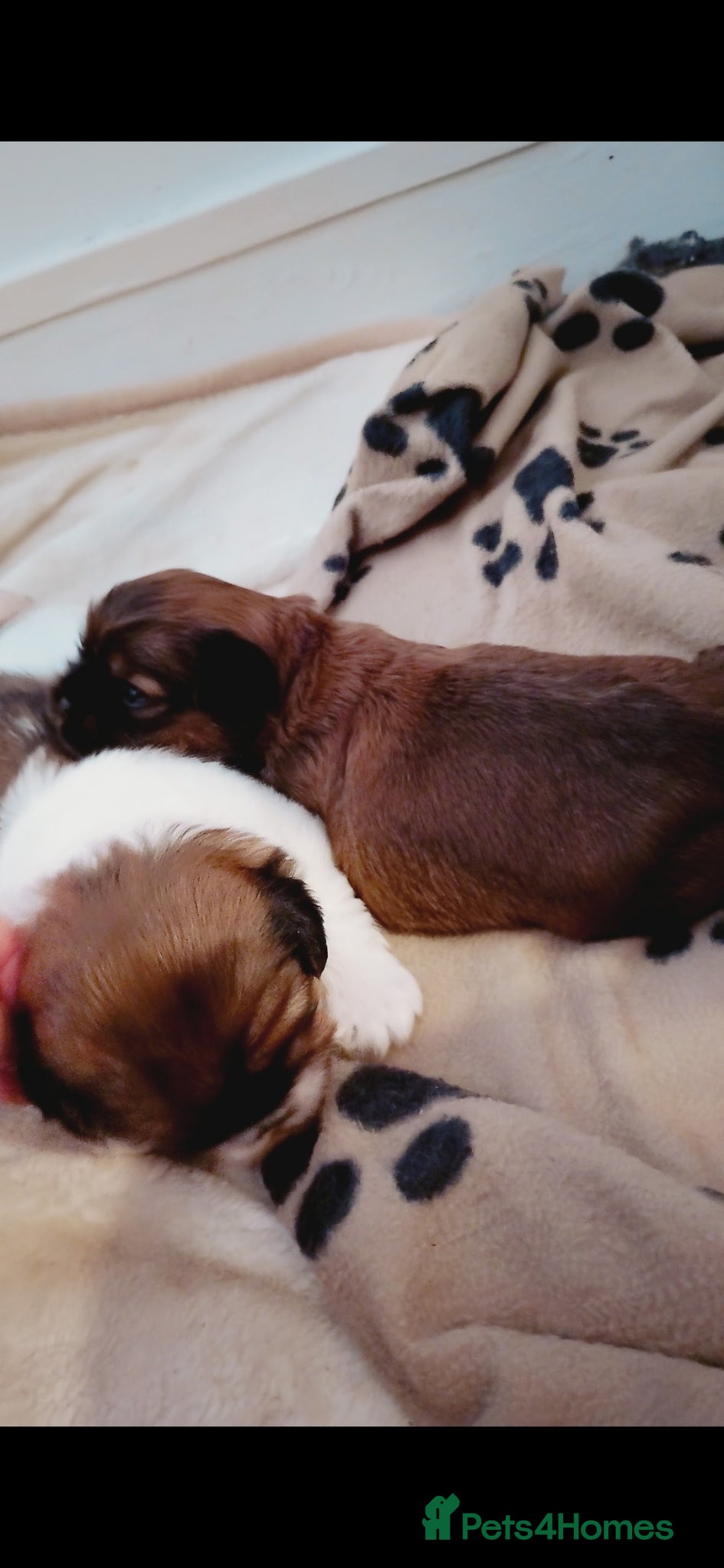 Mixed Breed dogs for sale: Puppies for sale  - Advert 1