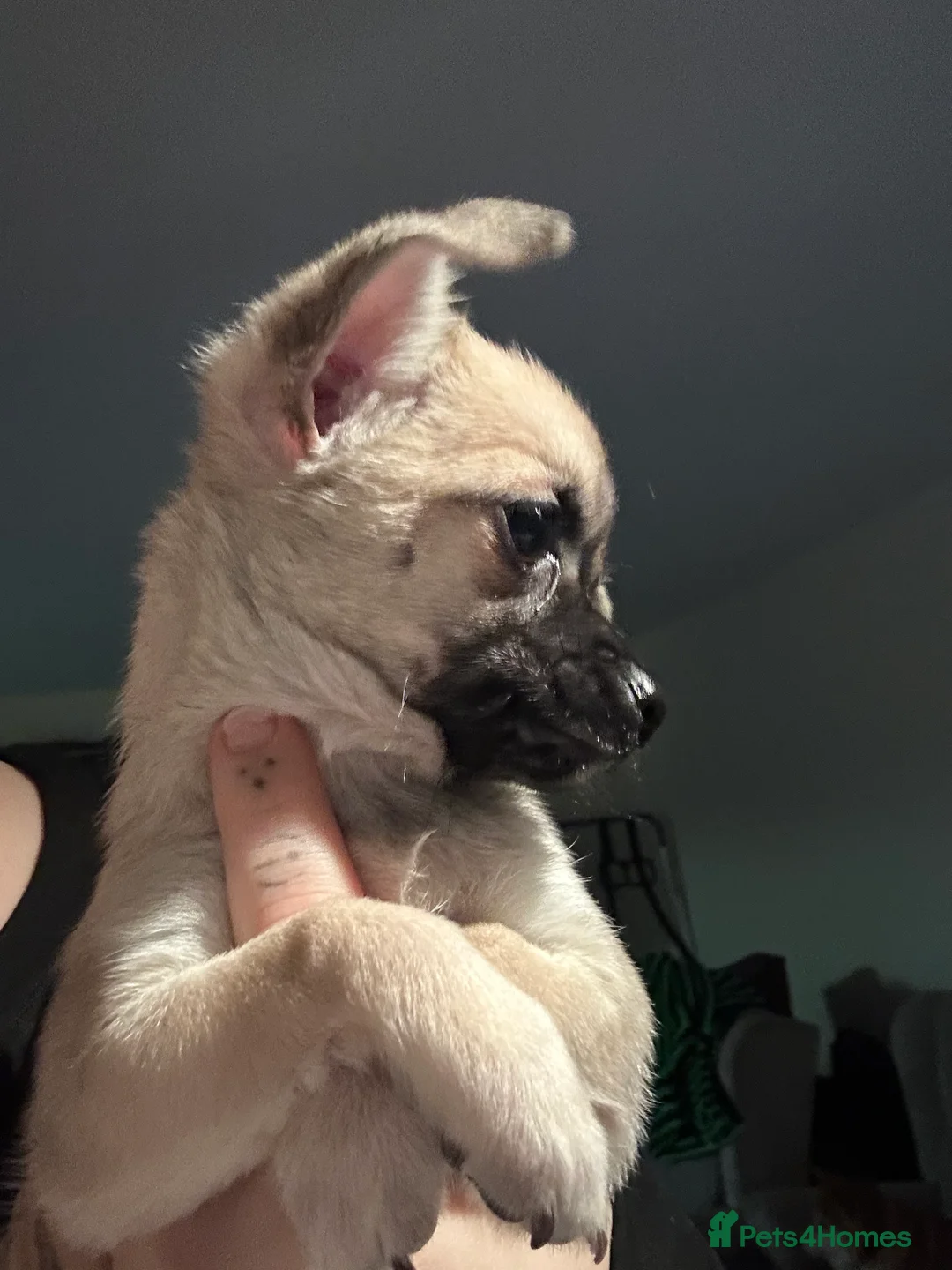 Mixed Breed dogs for sale: Chi x looking for loving home - Advert 4