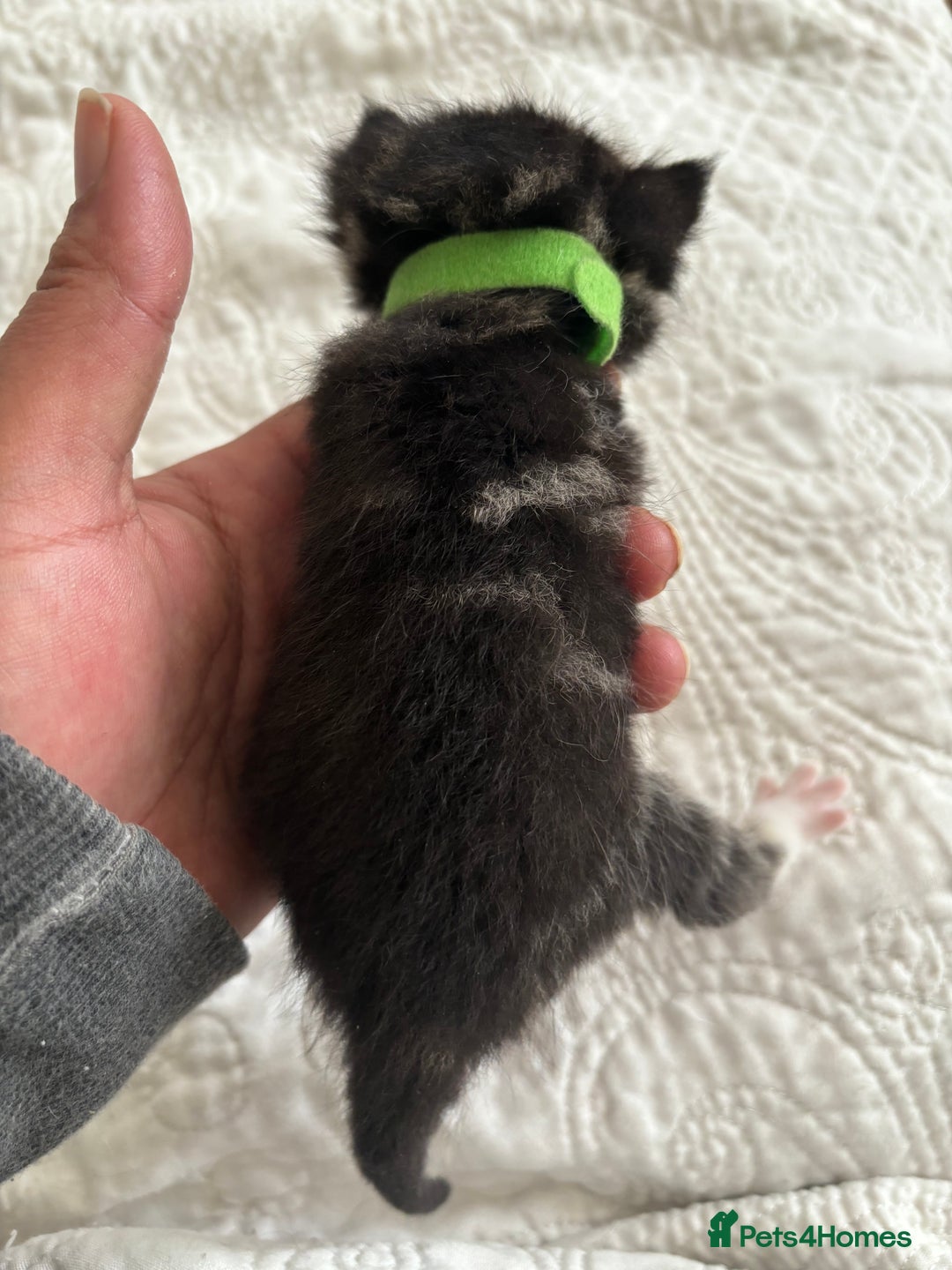 Maine Coon cats for sale: Adorable Kittens  - Image 4