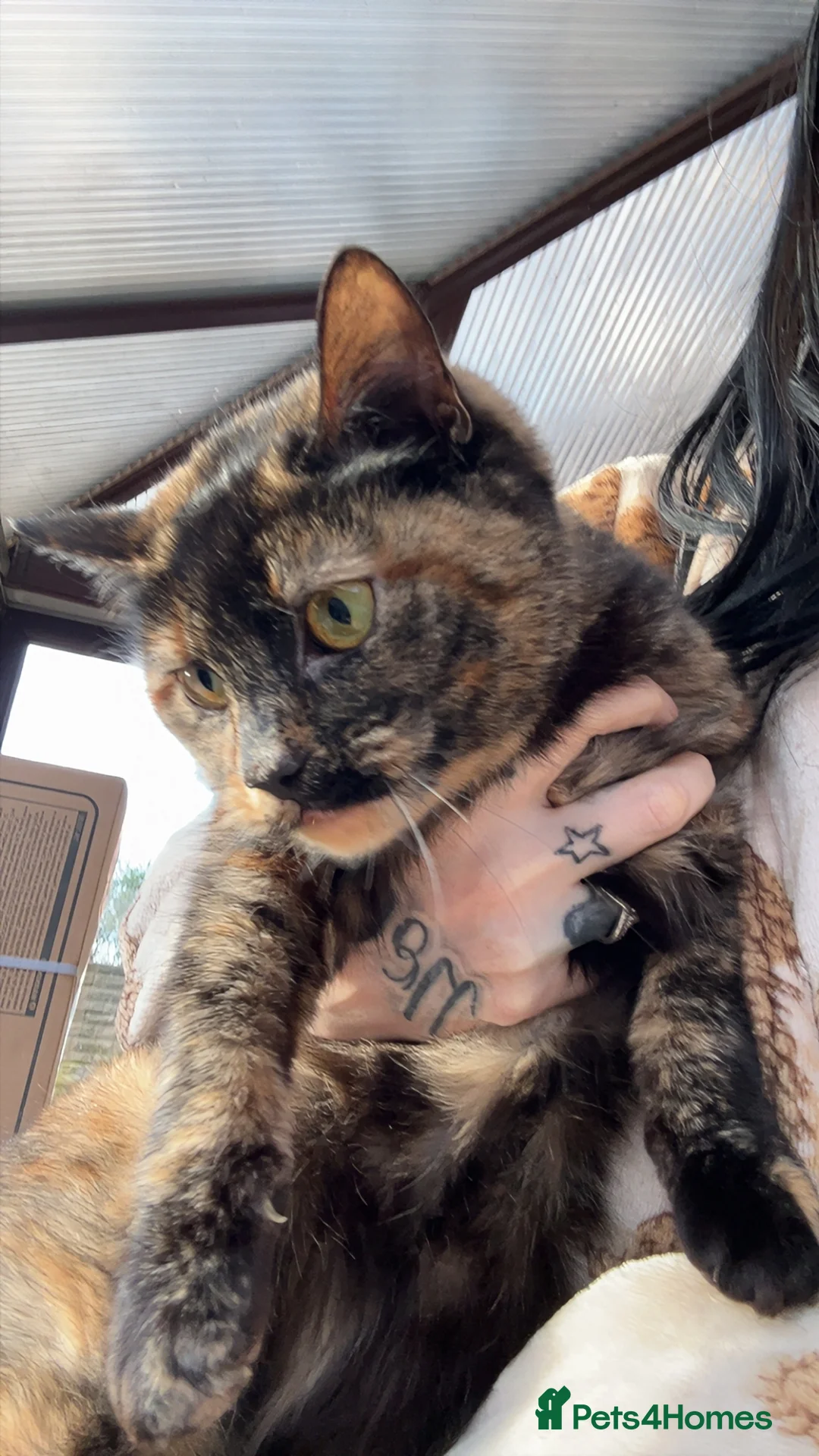 Mixed Breed cats for sale: 2 female cats sisters not to be separated  - Advert 1