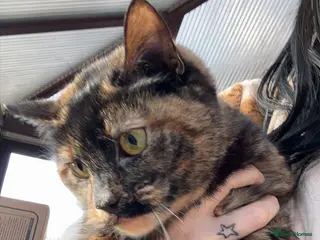 Mixed Breed cats 2 female cats sisters not to be separated - Advert 1