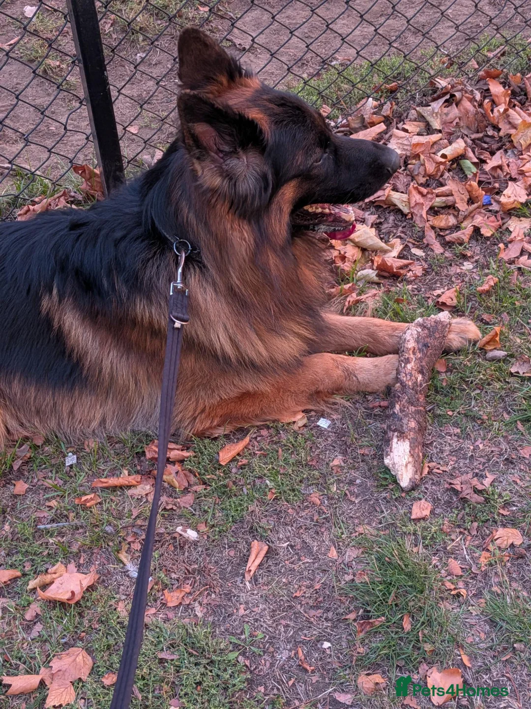 German Shepherd dogs for stud: The Gold Standard in GSD Studs in Northampton - Advert 7