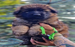German Shepherd dogs for sale: German shepherd puppies KC register  - Image 18