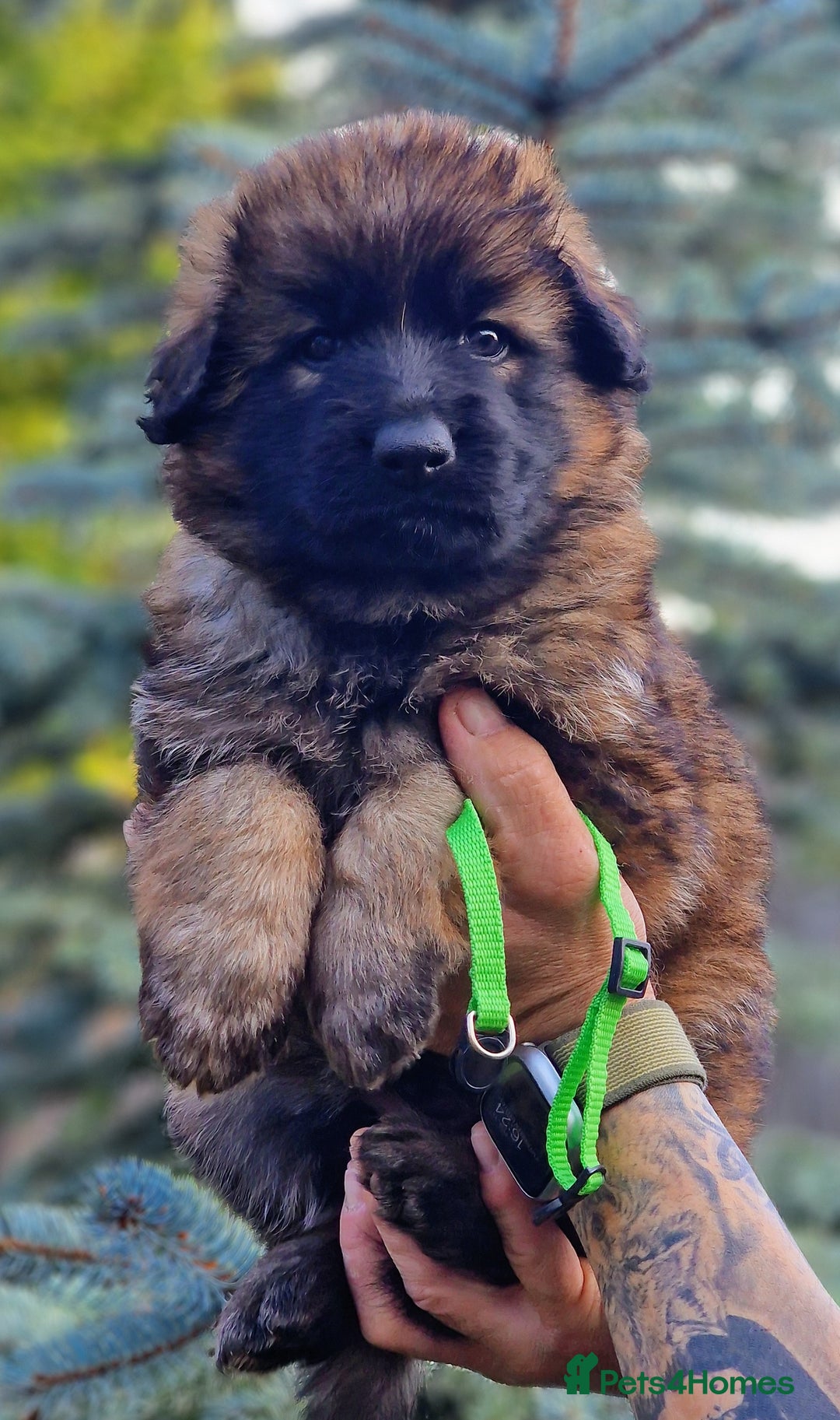 German Shepherd dogs for sale: German shepherd puppies KC register  - Image 18
