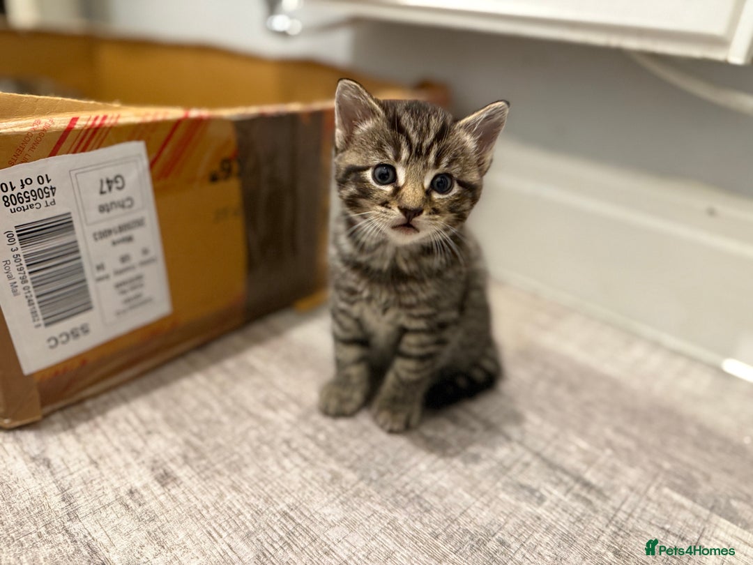 Mixed Breed cats for sale: Mixed Breed Grey and Tabby Kittens - Image 17