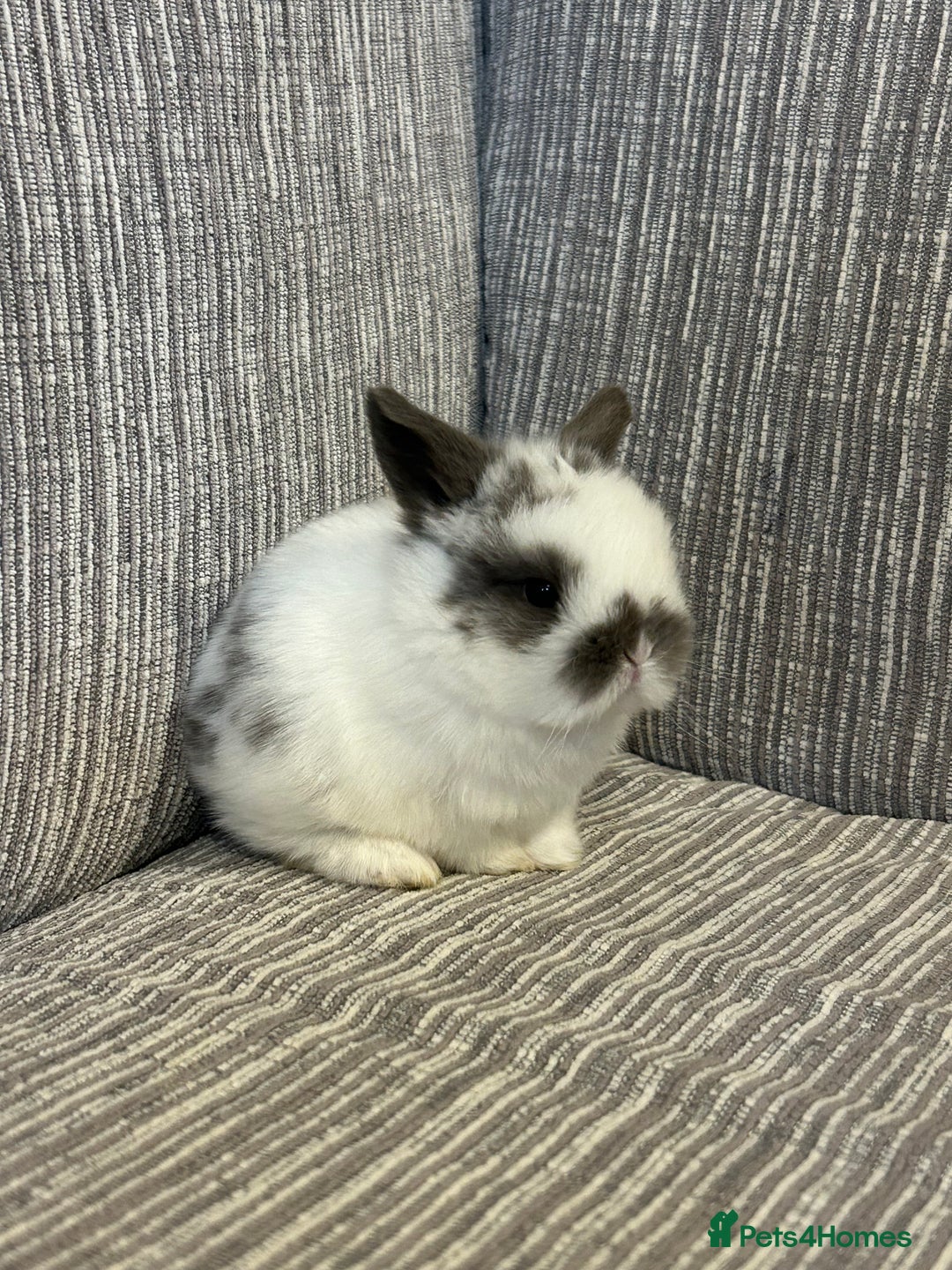 Mini Lop rabbits for sale: Pure Mini Lop babies  - Advert 1