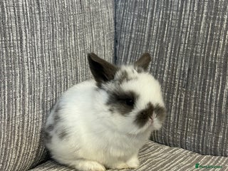 Mini Lop rabbits Pure Mini Lop babies - Advert 1