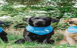 Labrador Retriever dogs for sale: Beautiful KC Black Female Pups  - Image 16