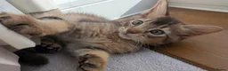 Abyssinian cats for sale: Abyssinian X for sale in Abingdon - Advert 4