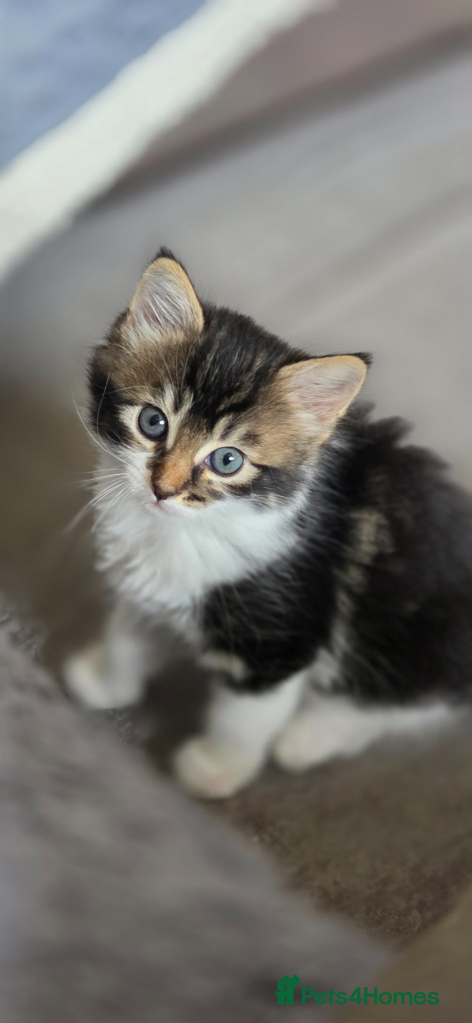 Mixed Breed cats Maincoon x British short hair final reduction!!! - Advert 8
