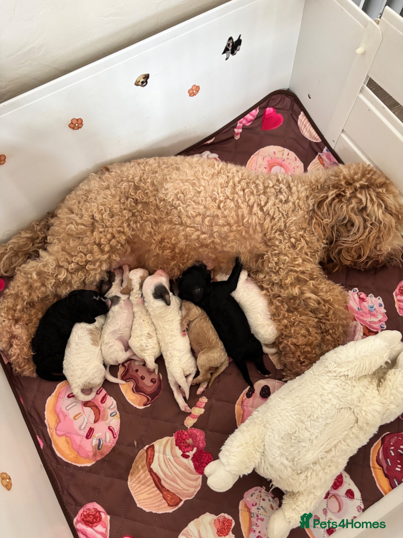 Cavapoo dogs Stunning Cavapoo puppies - Advert 9