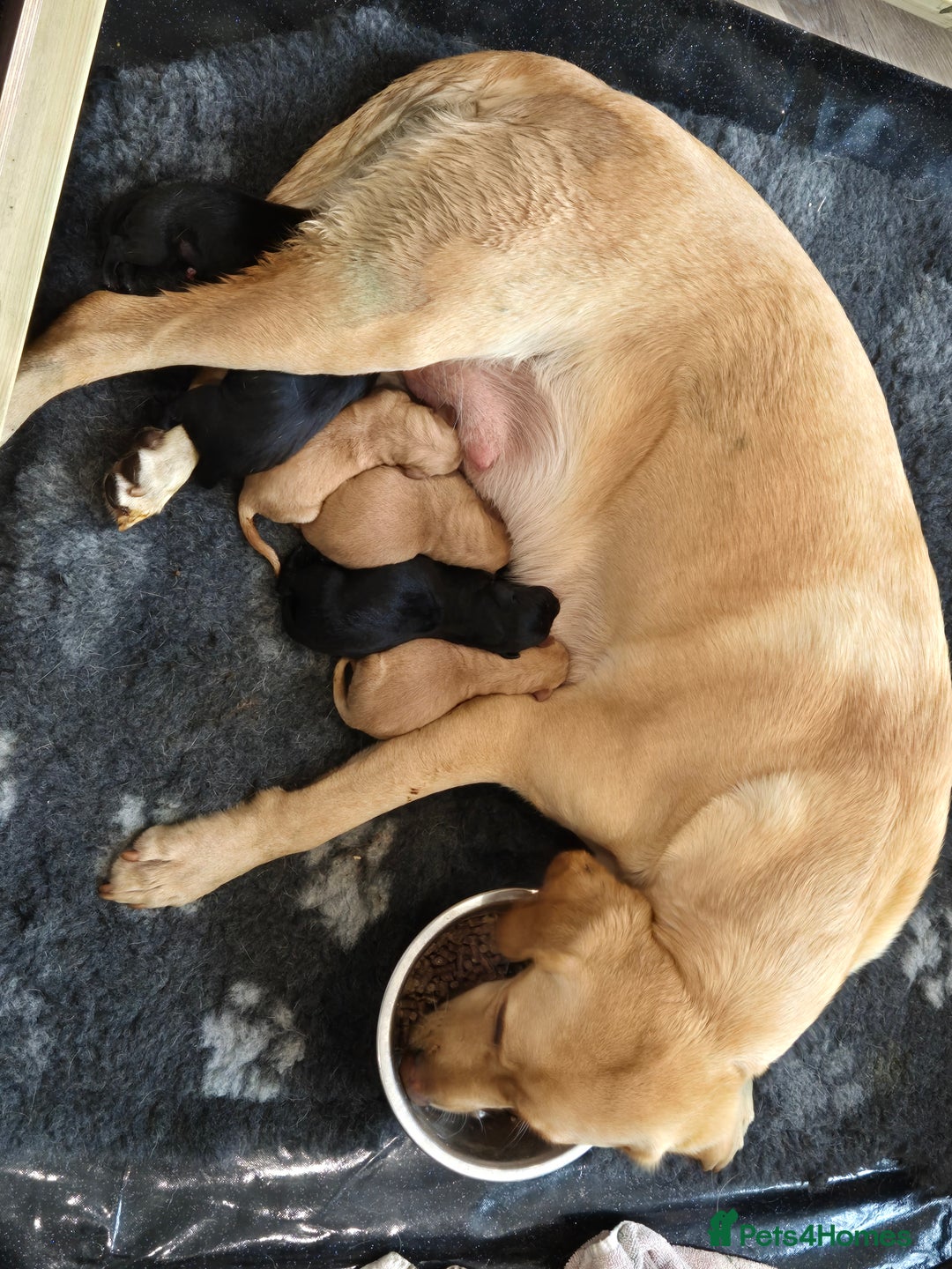 Labrador Retriever dogs for stud: Perfect gentleman for stud. KC black labrador  - Image 4
