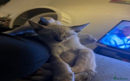 Siamese cats for sale: Playful Siamese Boys – Needs a Forever Family in Harpenden - Image 10
